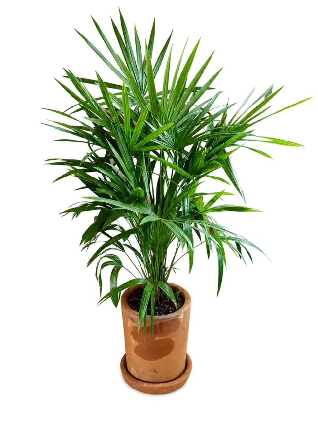 Palmito europeo (Chamaerops humilis)