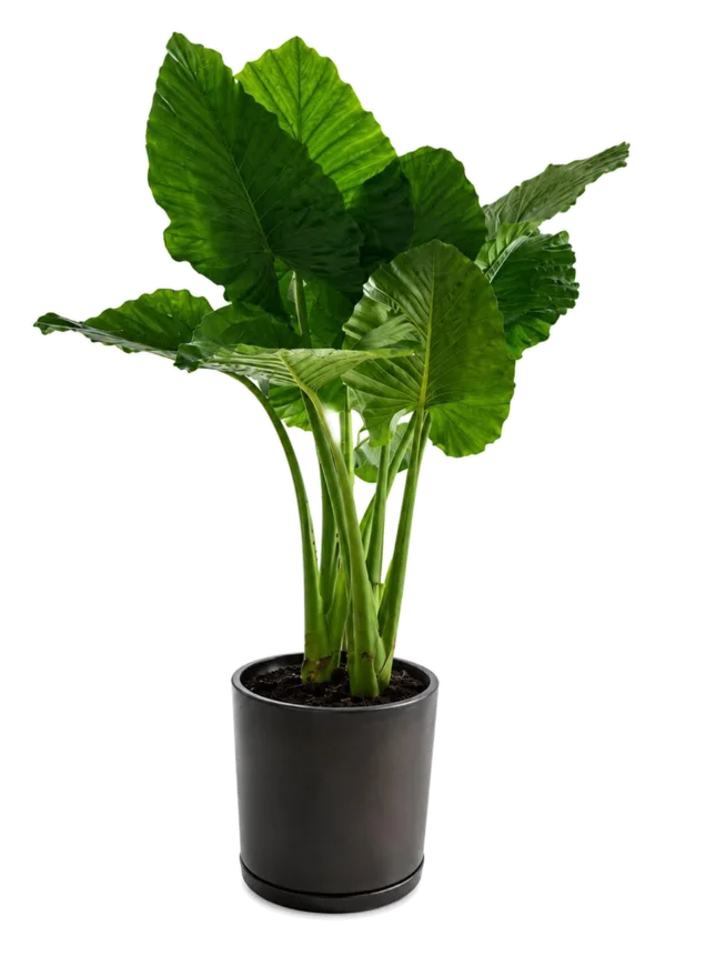 Oreja de elefante (Alocasia sp.)