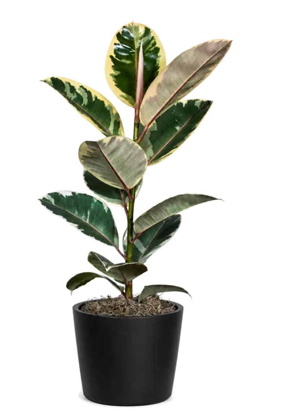 Ficus ‘Tineke’ (Ficus elastica ‘Tineke’)
