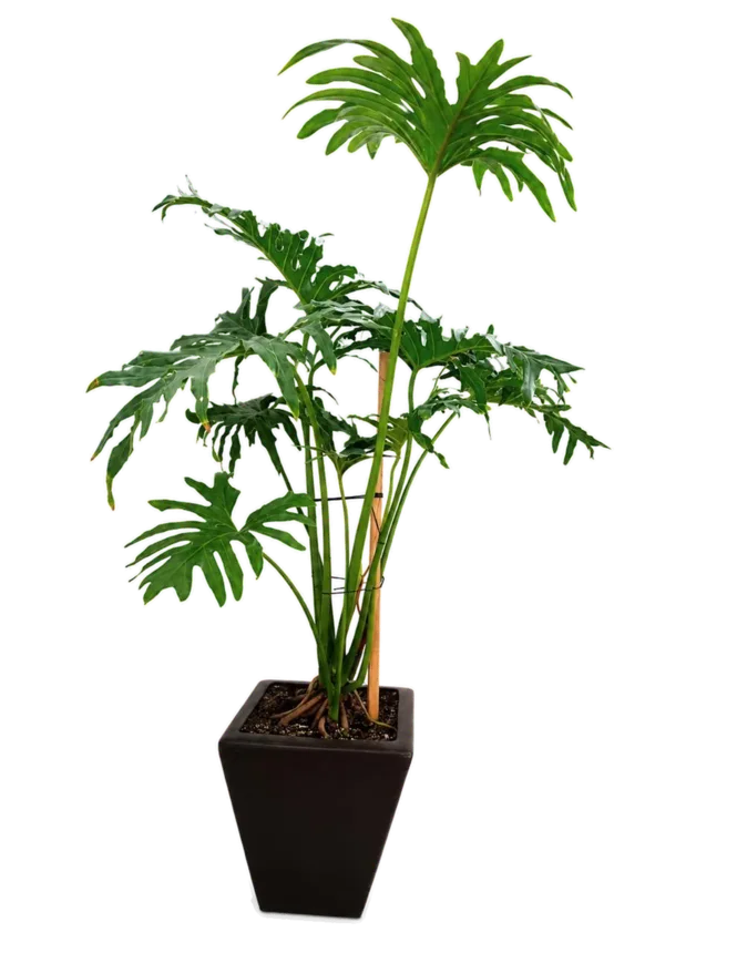 Filodendro selloum (Philodendron bipinnatifidum)
