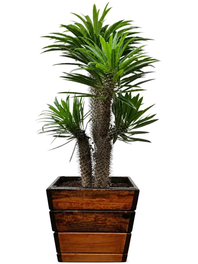Palma de Madagascar (Pachypodium lamerei)