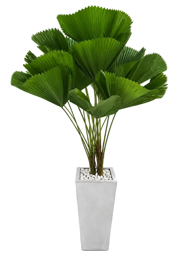 Palmera licuala (Licuala grandis)