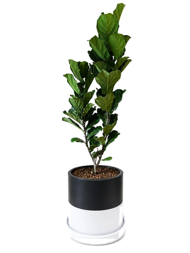 Ficus lira (Ficus lyrata)