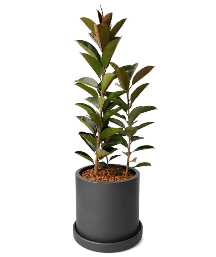 Árbol del caucho (Ficus elastica)