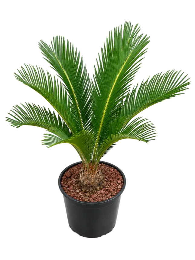 Cica (Cycas revoluta)