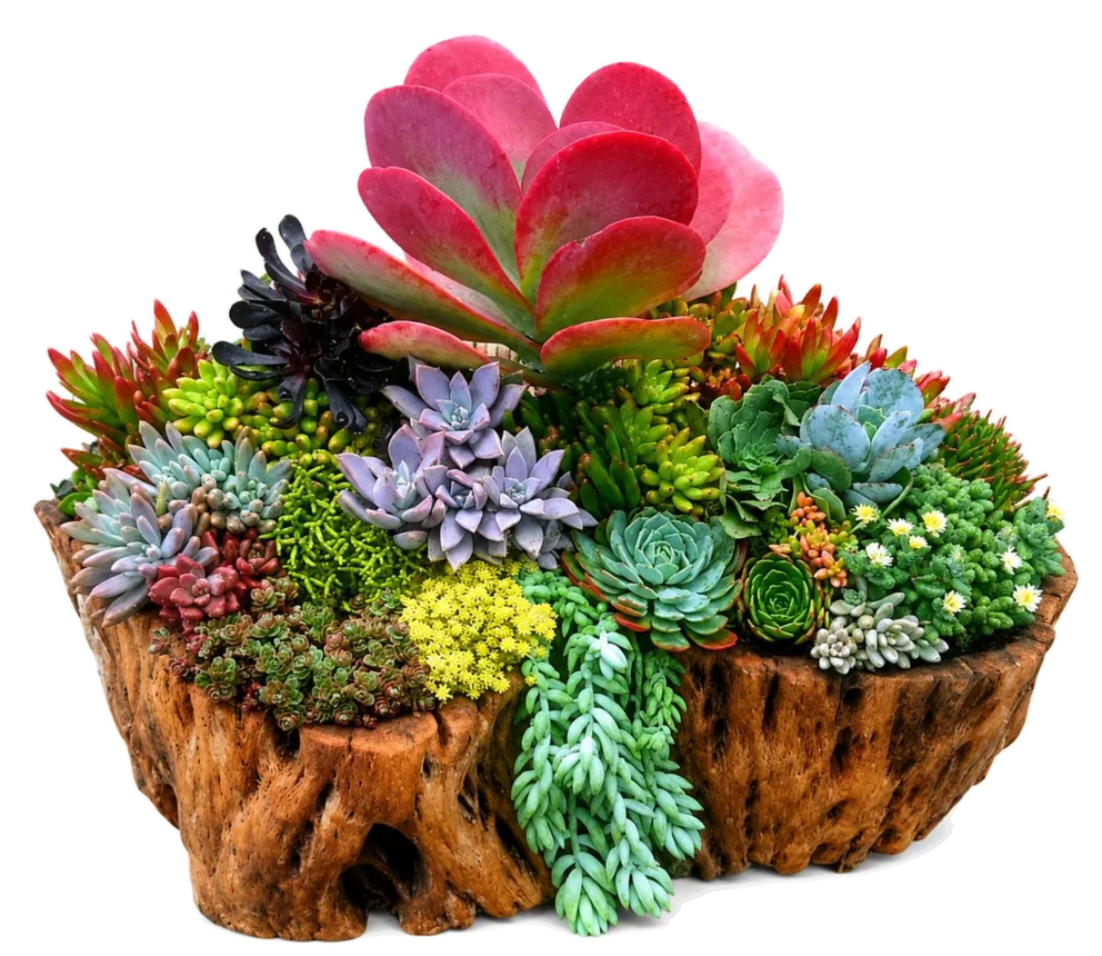 Arreglo de suculentas (Especies mixtas)