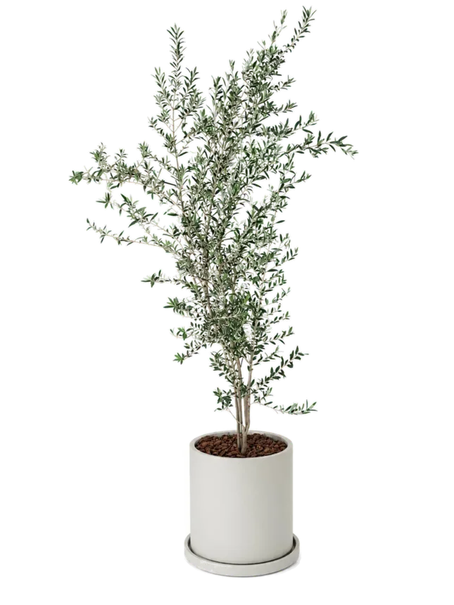 Olivo (Olea europaea)