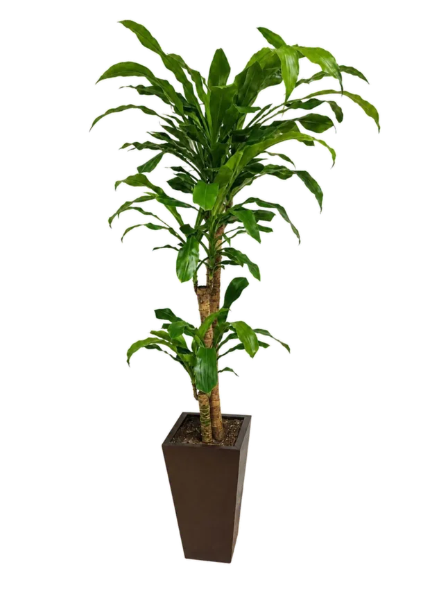 Tronco de Brasil (Dracaena fragrans)