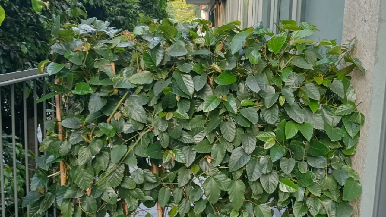 Jardineras en Balcones