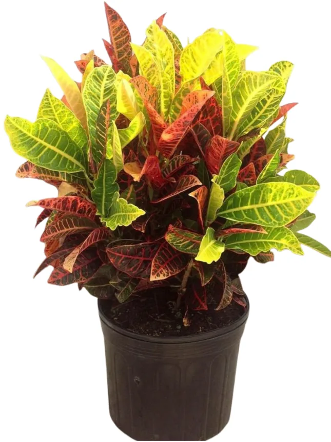 Croton petra (Codiaeum variegatum 'Petra')