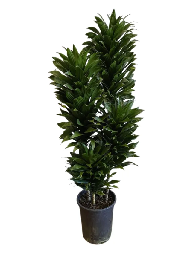 Drácena compacta (Dracaena compacta)