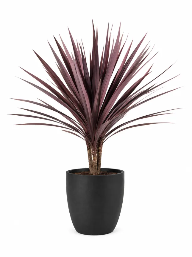 Drácena de Australia (Cordyline Australis Red Star)