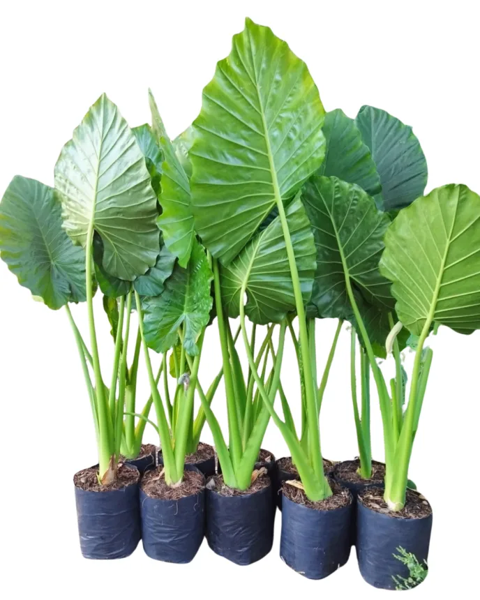 Oreja de elefante (Alocasia Adora)