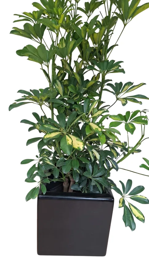 Aralia variegada (Schefflera arbolicola varieraga)