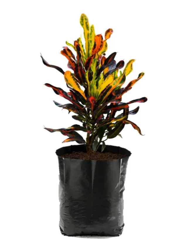 Croto tornillo chico (Crotón codiaeum)