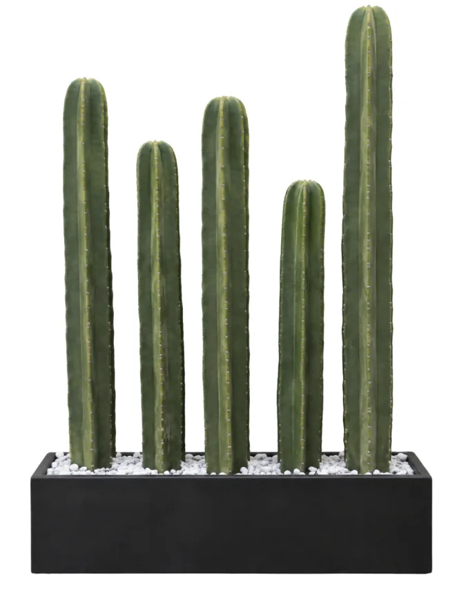 Jardinera Cactus Organo (Pachysereus Marginatus)