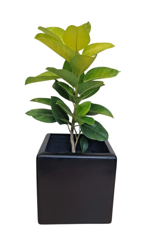 Arbol de caucho (Ficus elastica)