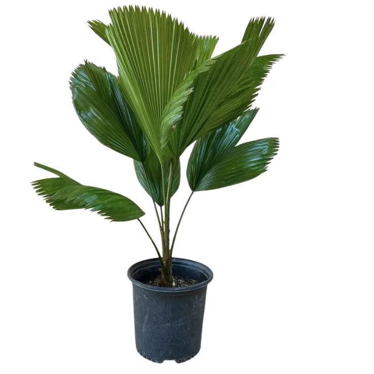 Palma Licuala (Licuala Grandis)