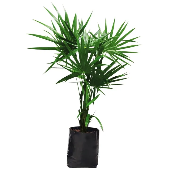 Palma Estrella (Rafis Excelsa)