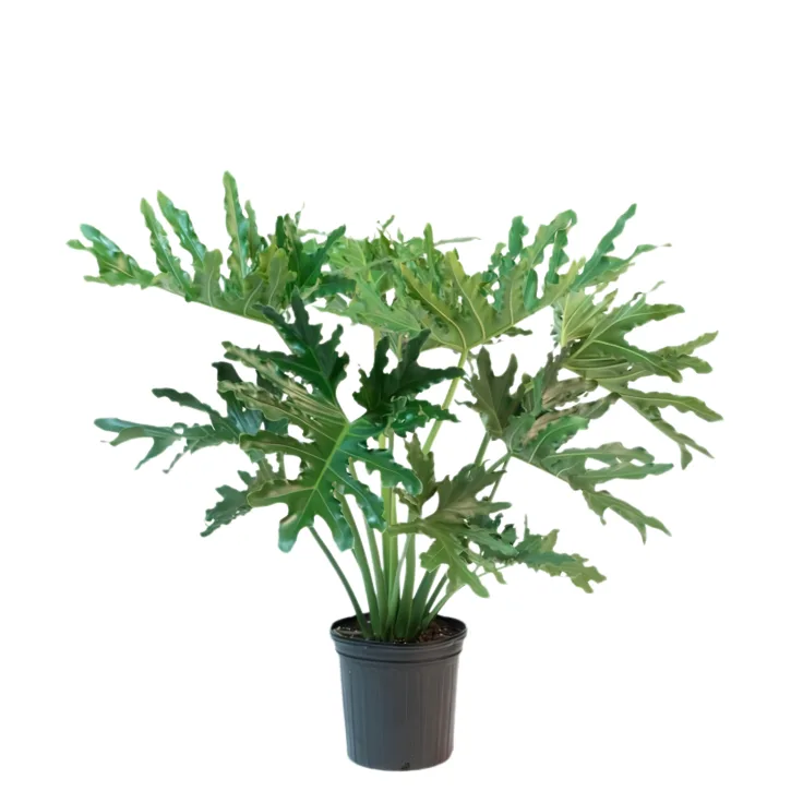 Filodendro Selloum (Philodendron Selloum)