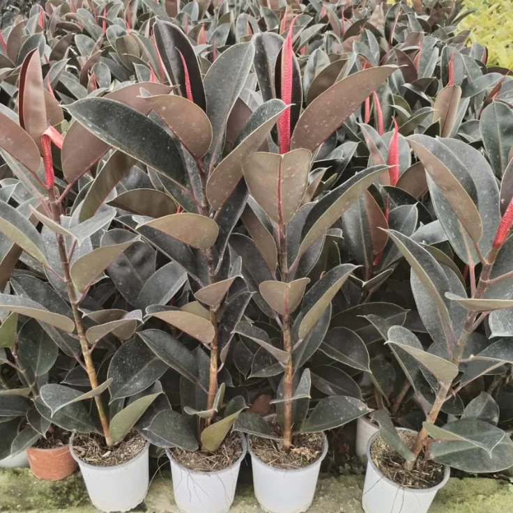 Arbol de caucho variegado Mediana (Ficus elastica)
