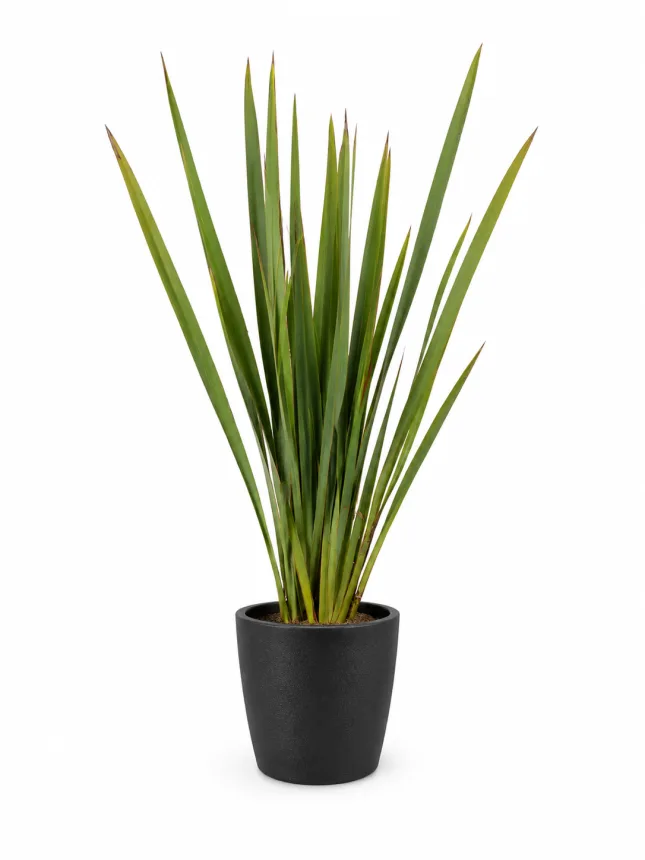 Fornio (Phormium tenax)