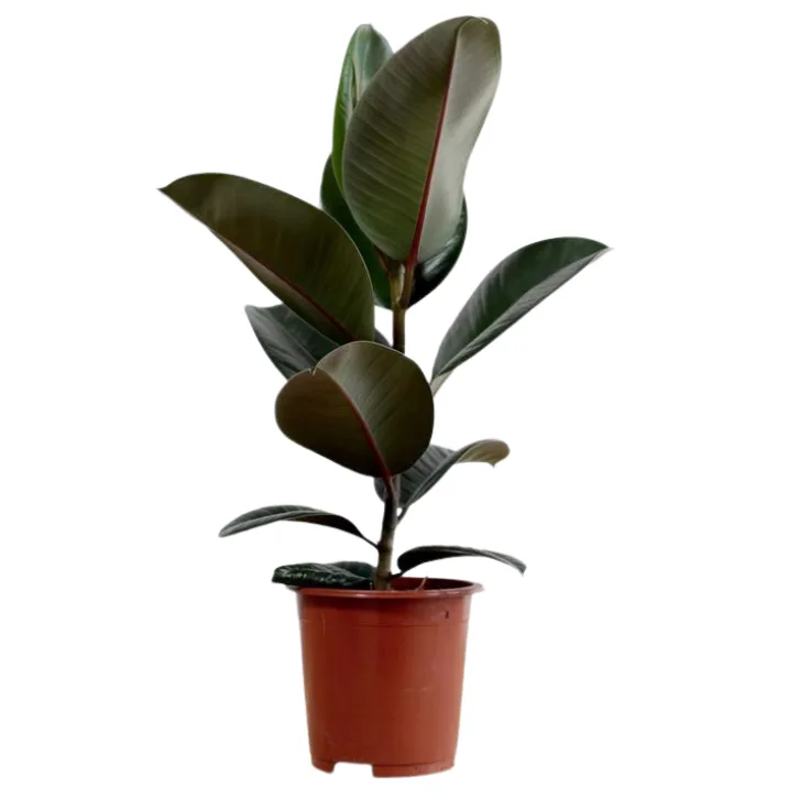 Arbol de caucho chico (Ficus elastica)